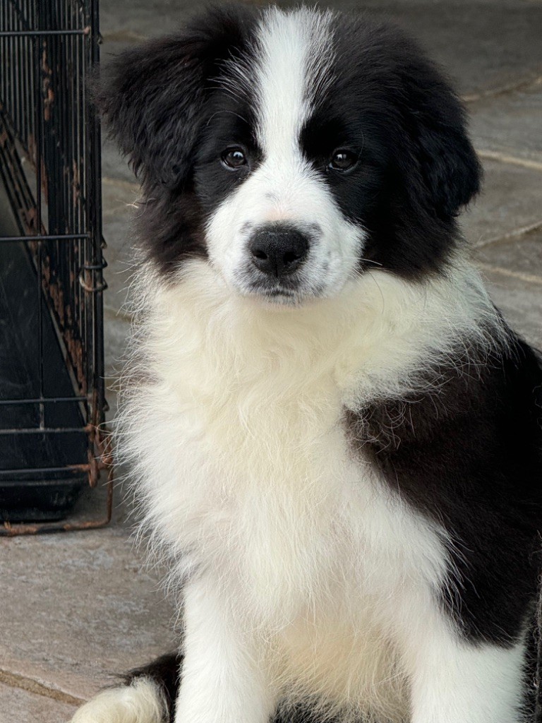 chiot Border Collie Du Pic De Nore