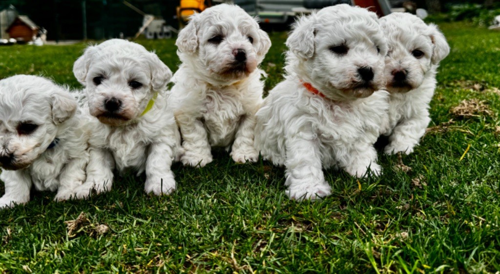 chiot Bichon Frise Du Pic De Nore