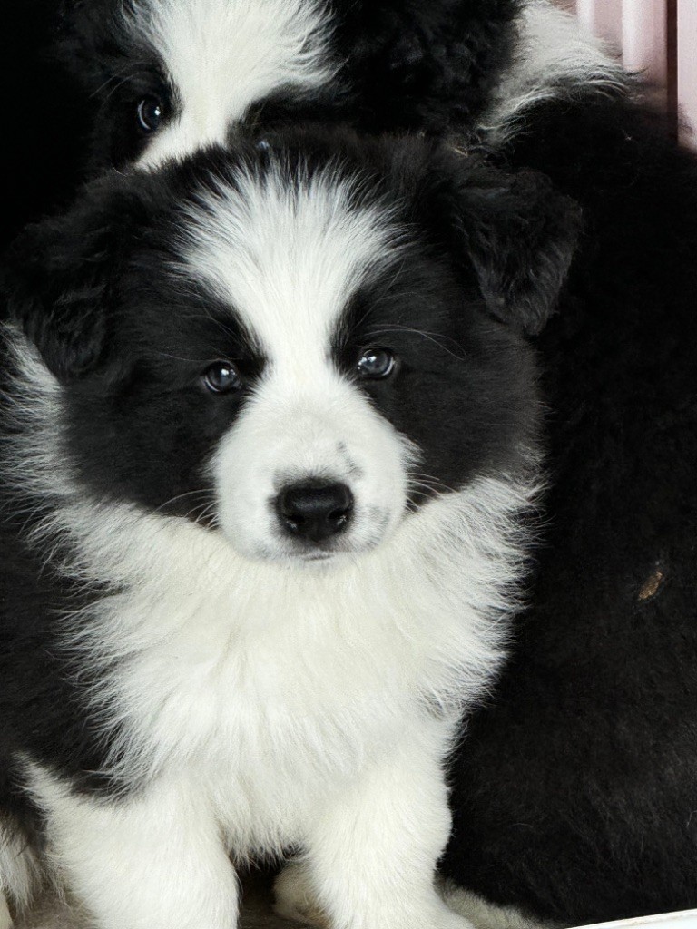 chiot Border Collie Du Pic De Nore