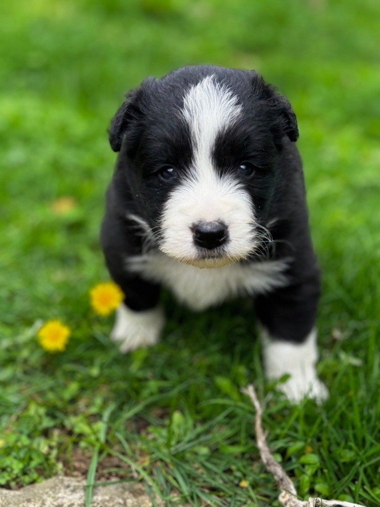 Du Pic De Nore - Chiot disponible  - Border Collie