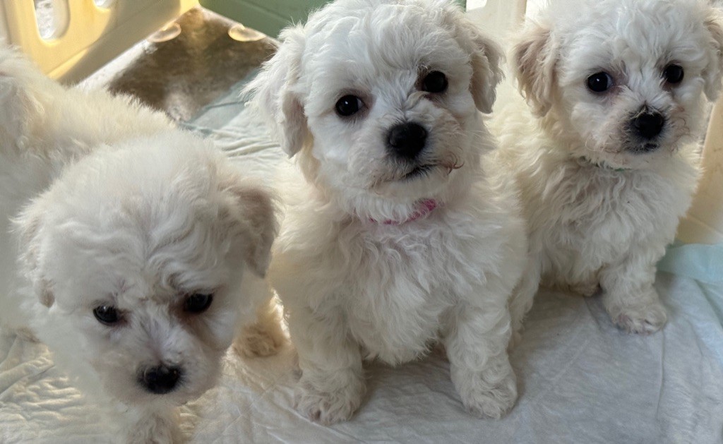 chiot Bichon Frise Du Pic De Nore