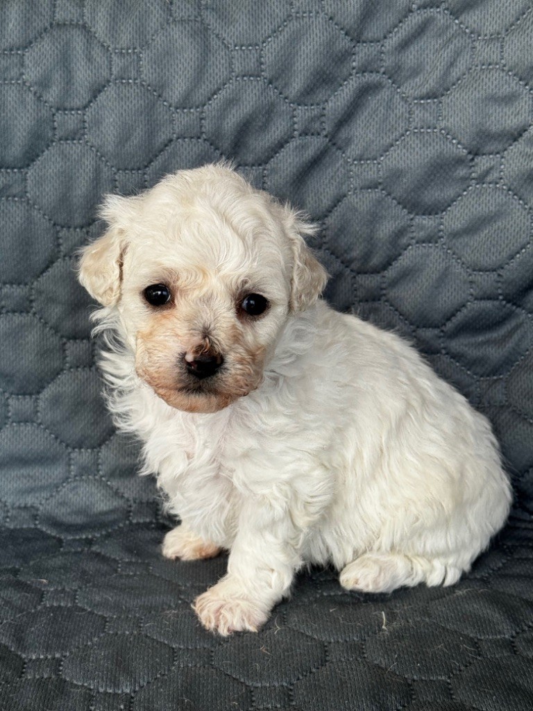 Du Pic De Nore - Chiot disponible  - Bichon Frise