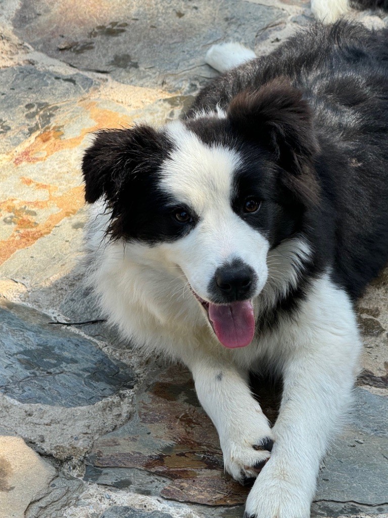 Du Pic De Nore - Chiot disponible  - Border Collie