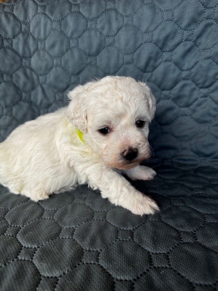 Du Pic De Nore - Chiot disponible  - Bichon Frise