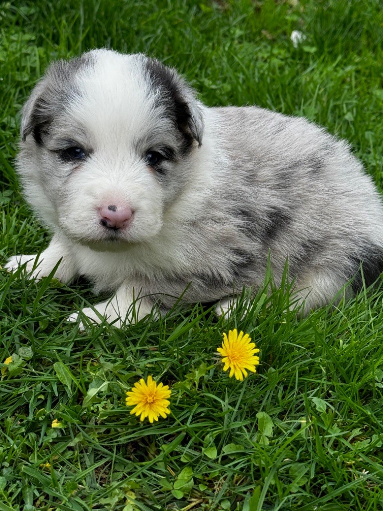 Du Pic De Nore - Chiot disponible  - Border Collie