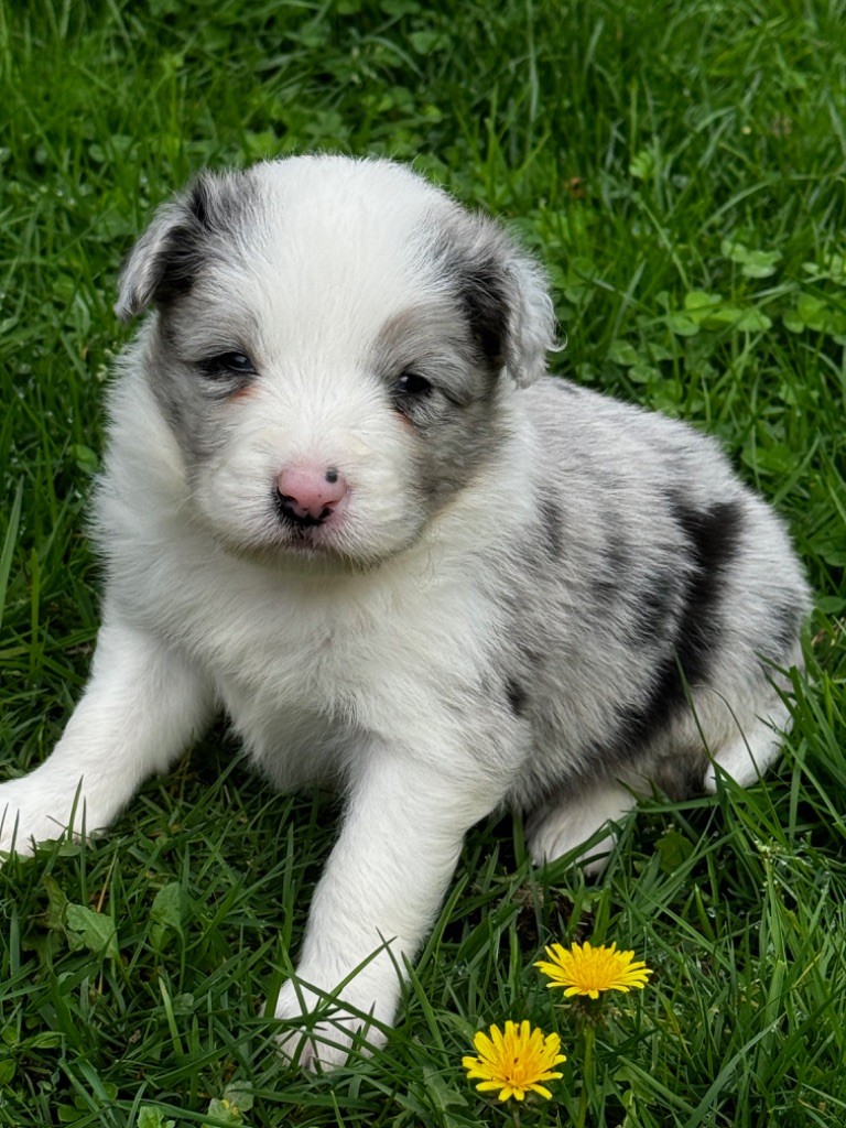 chiot Border Collie Du Pic De Nore