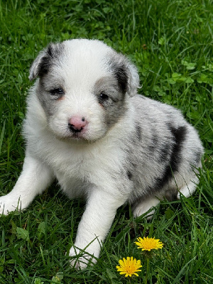 Du Pic De Nore - Border Collie - Portée née le 01/10/2024