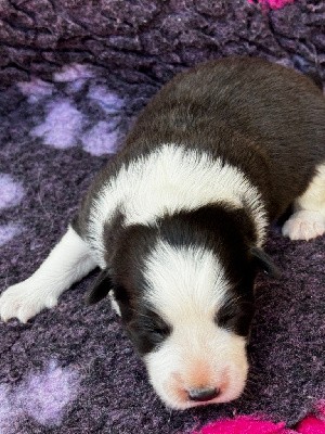 CHIOT MALE N° 2 DISPONIBLE