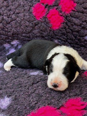 CHIOT MALE N° 1 DISPONIBLE