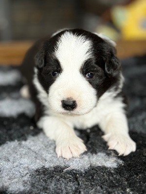 CHIOT MALE N° 2 DISPONIBLE