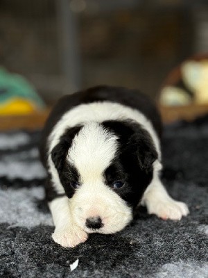 CHIOT MALE N° 1 DISPONIBLE