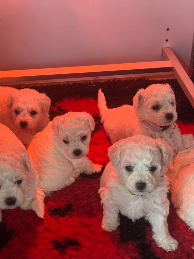 chiot Bichon Frise Du Pic De Nore