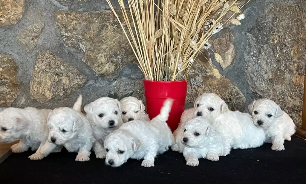 chiot Bichon Frise Du Pic De Nore