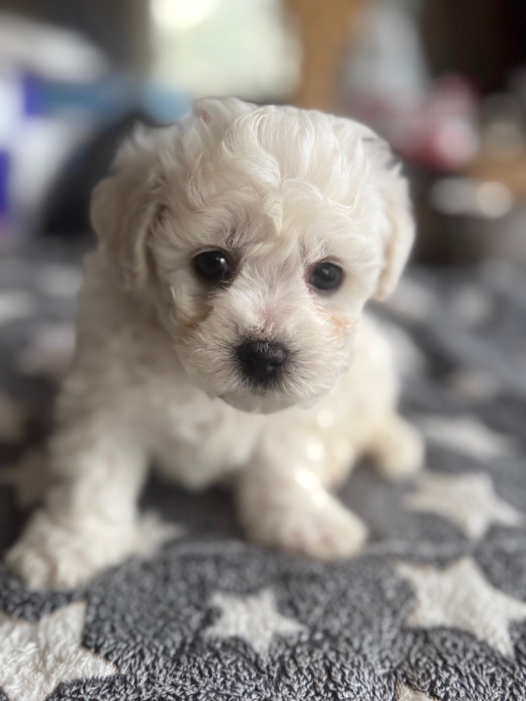 Du Pic De Nore - Chiot disponible  - Bichon Frise