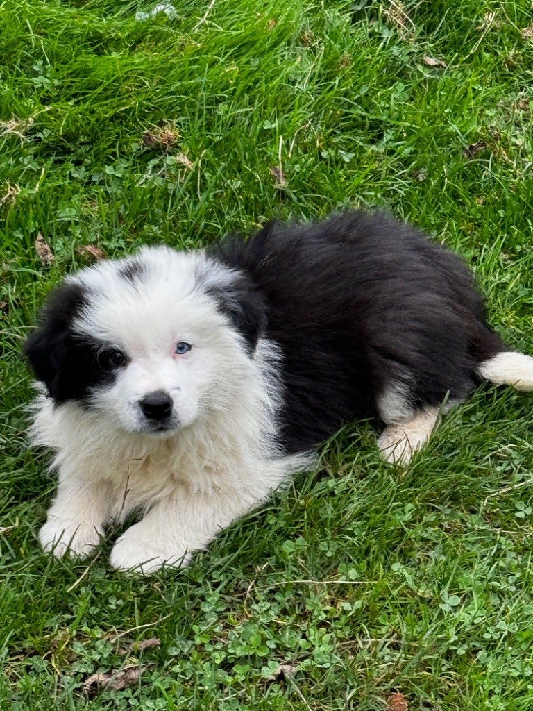 Du Pic De Nore - Chiot disponible  - Border Collie