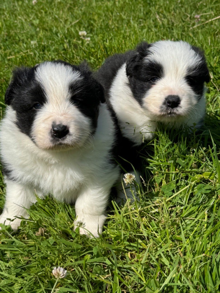 chiot Border Collie Du Pic De Nore