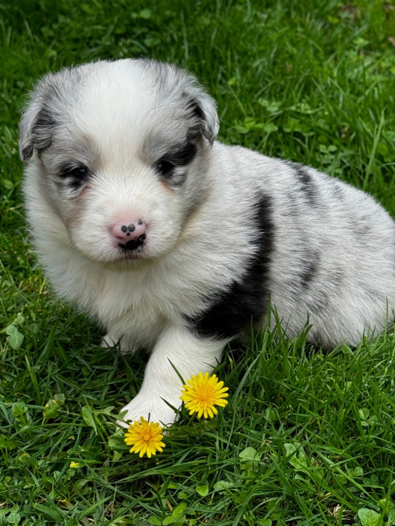 Du Pic De Nore - Chiot disponible  - Border Collie