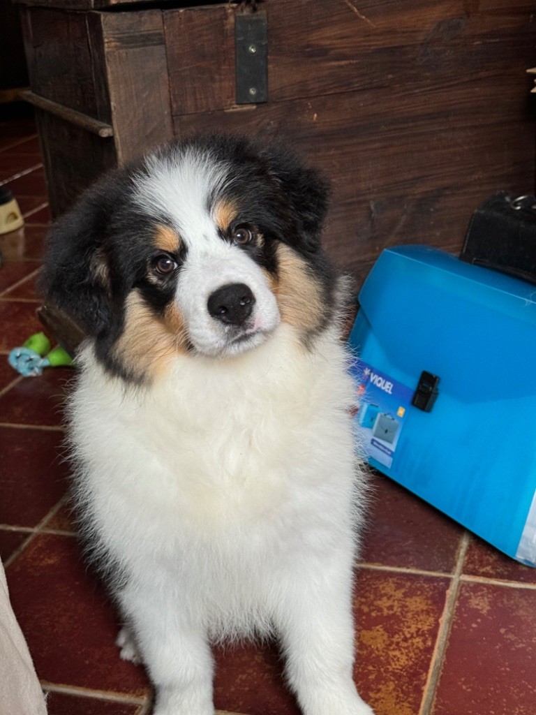 Du Pic De Nore - Chiot disponible  - Border Collie