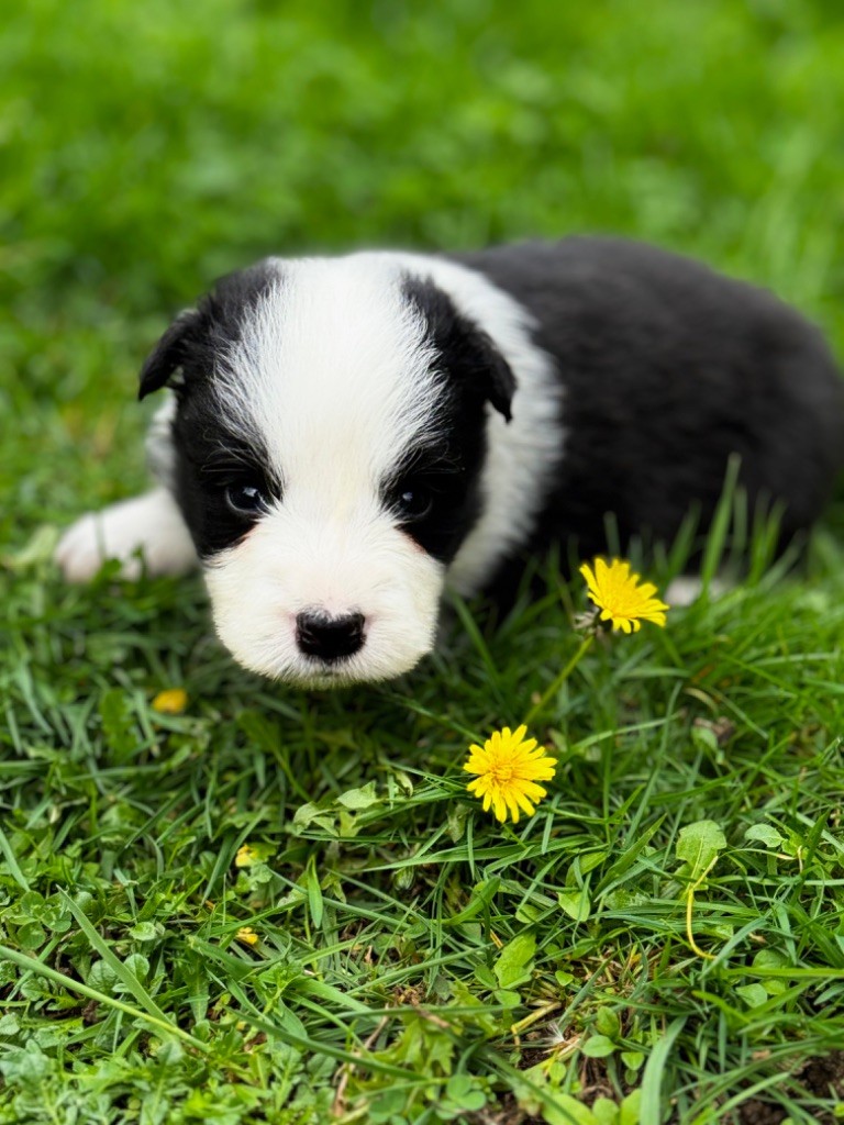 Du Pic De Nore - Chiot disponible  - Border Collie