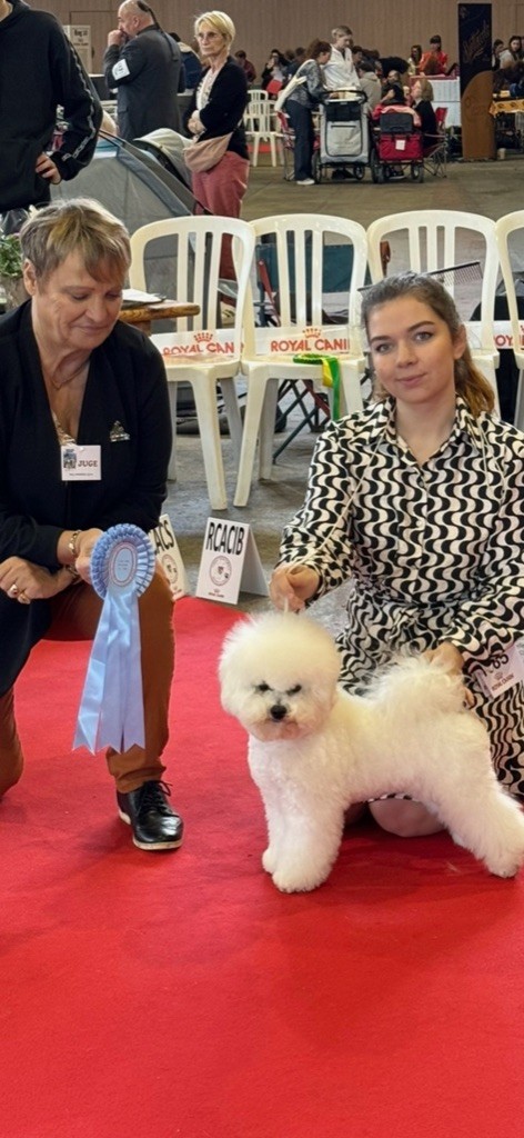 minibelle top dog Kiss-me-kate