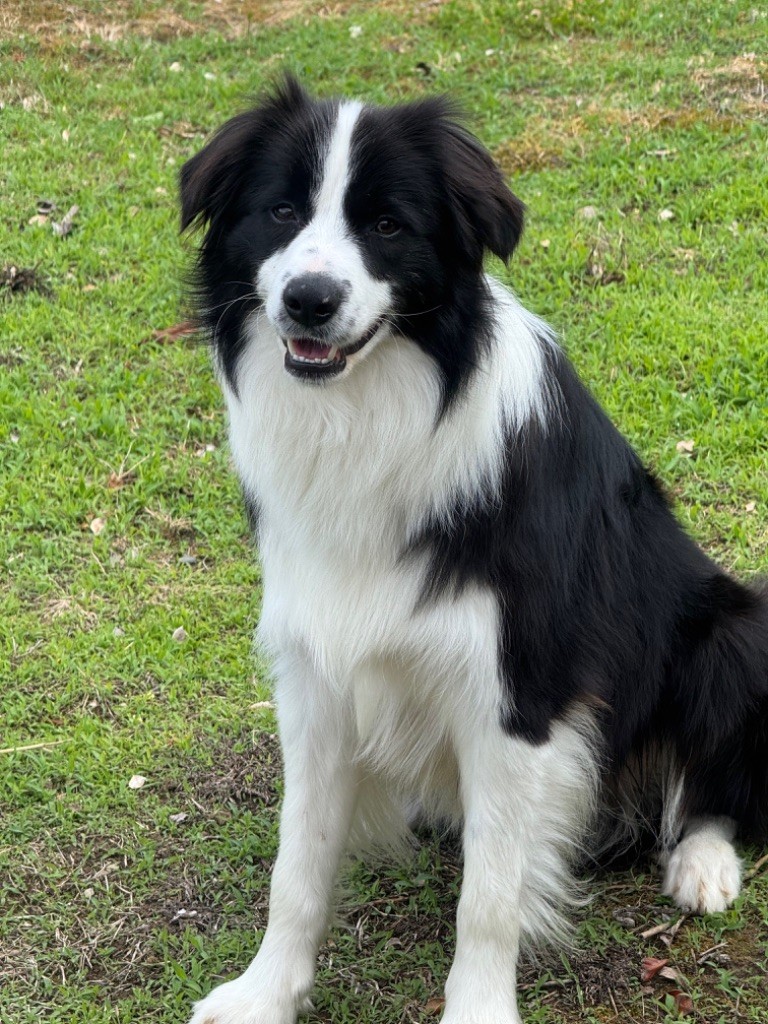 Volkvolk Du Pic De Nore