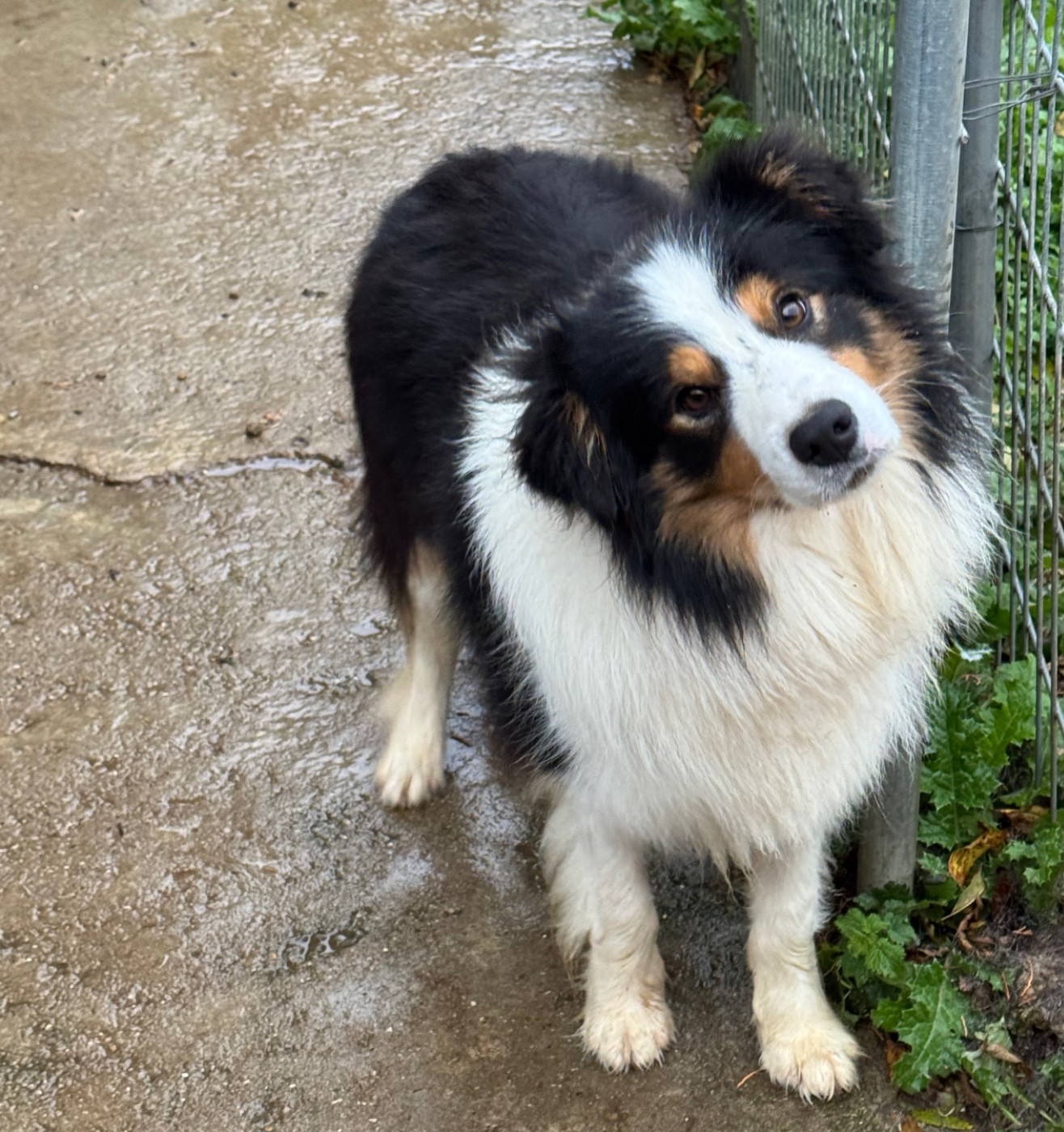 VENOM Du Pic De Nore