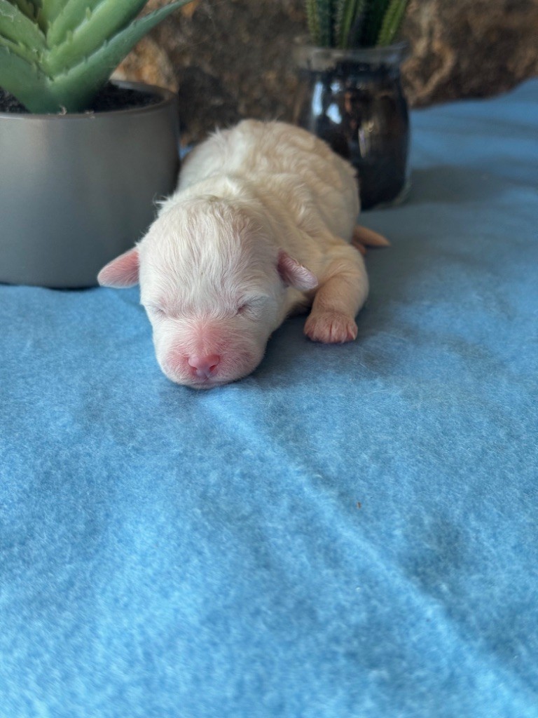 Du Pic De Nore - Chiots disponibles - Bichon Frise