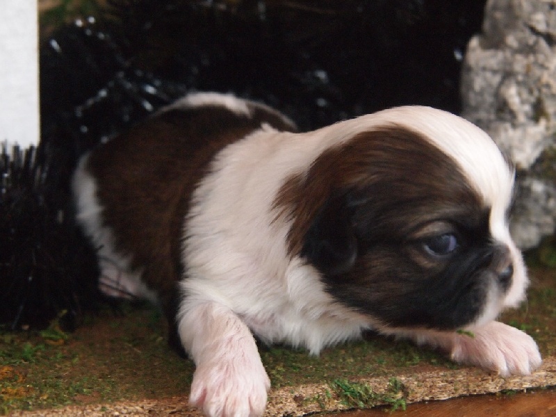 Du Pic De Nore - Chiots disponibles - Shih Tzu