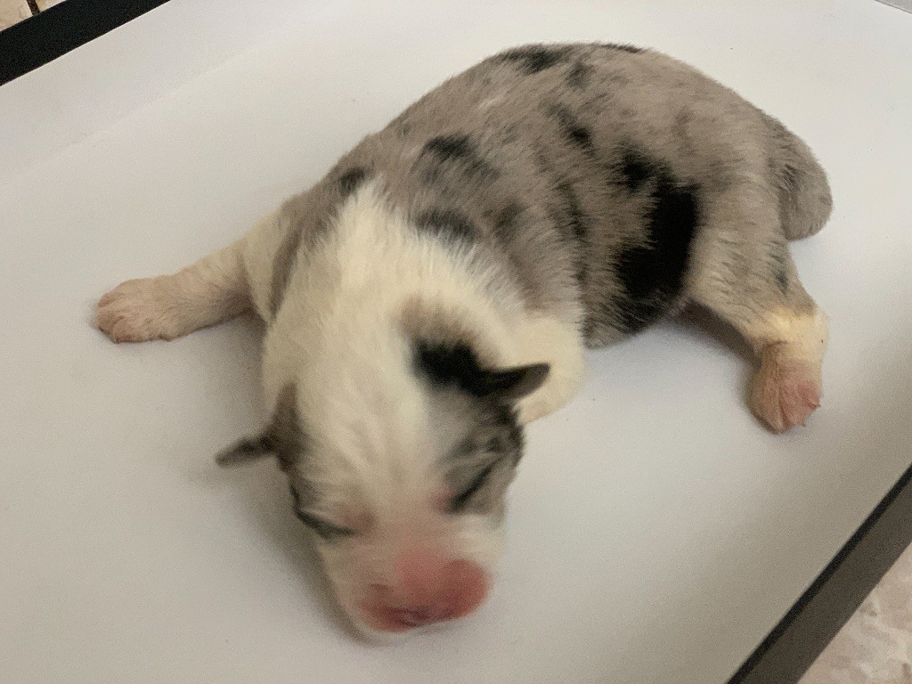 CHIOT