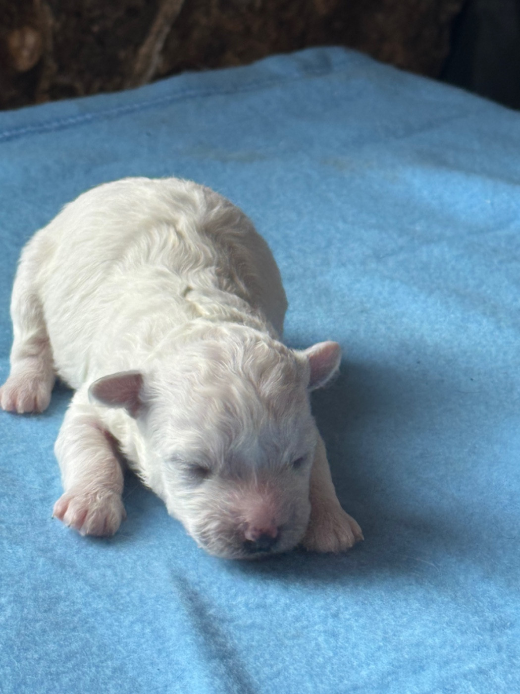 Du Pic De Nore - Chiots disponibles - Bichon Frise