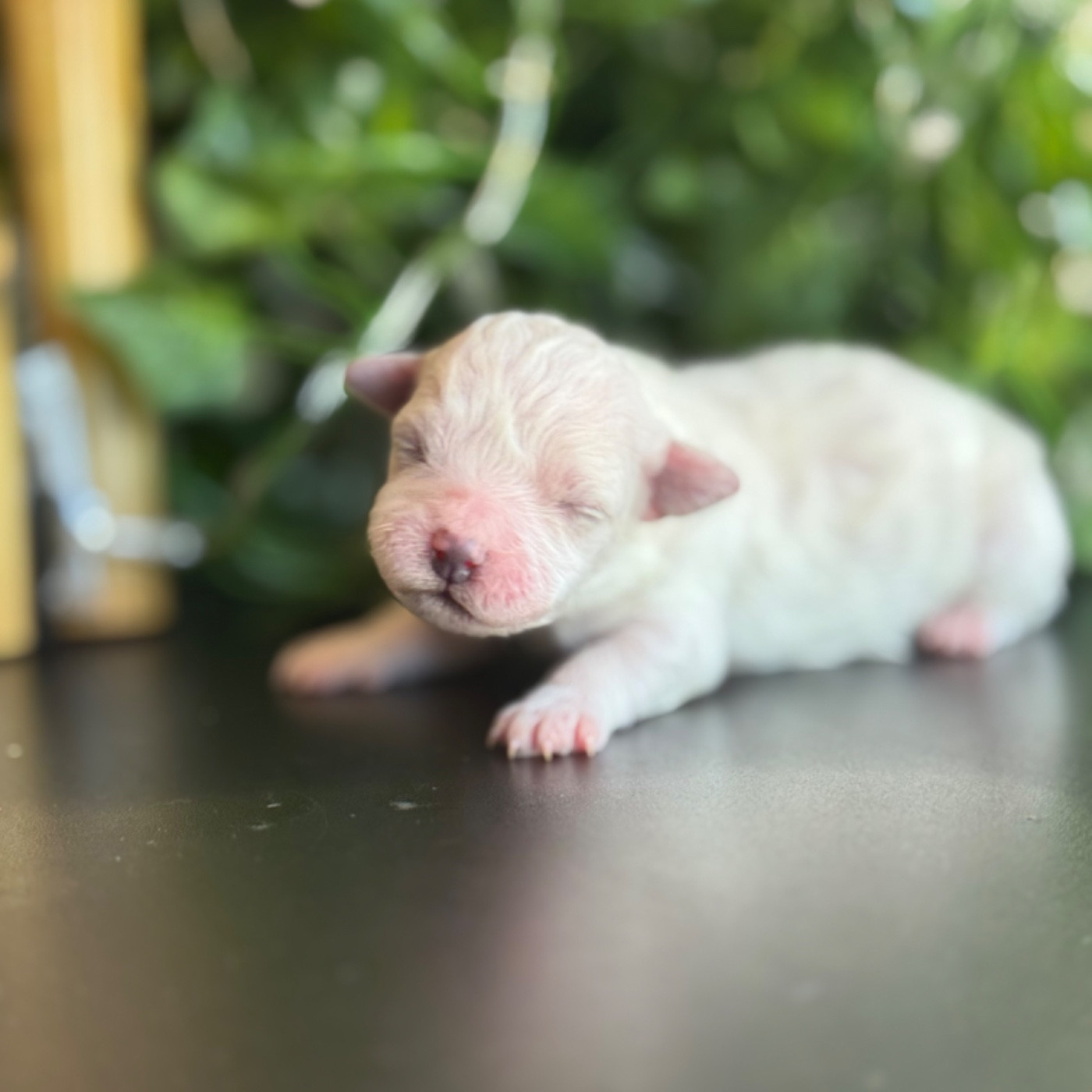 Du Pic De Nore - Chiots disponibles - Bichon Frise