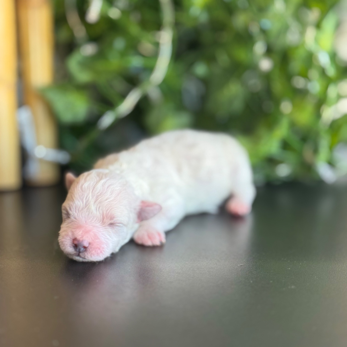 Du Pic De Nore - Chiots disponibles - Bichon Frise
