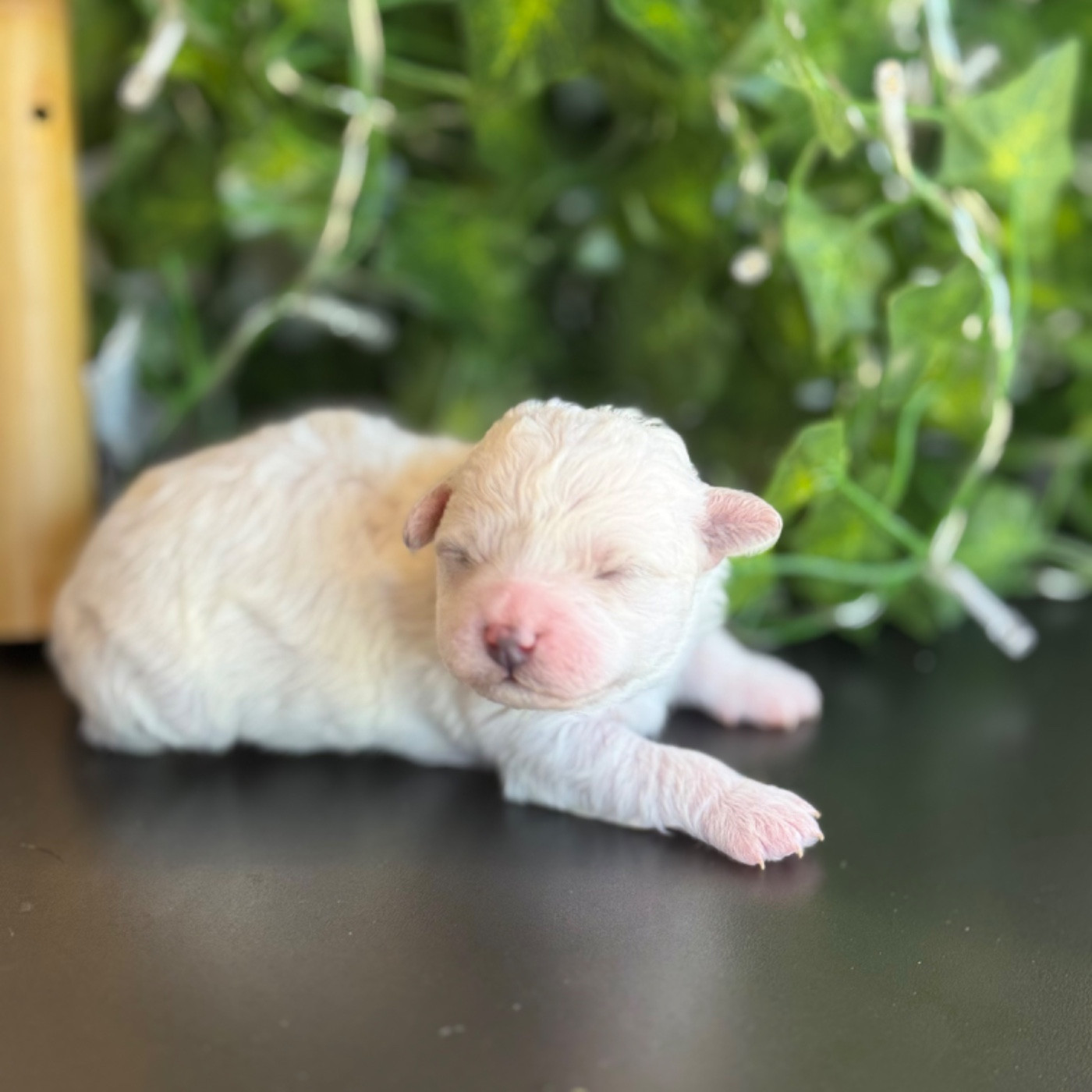 Du Pic De Nore - Chiots disponibles - Bichon Frise