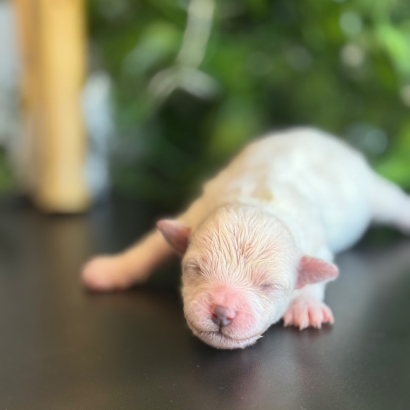 Du Pic De Nore - Chiots disponibles - Bichon Frise