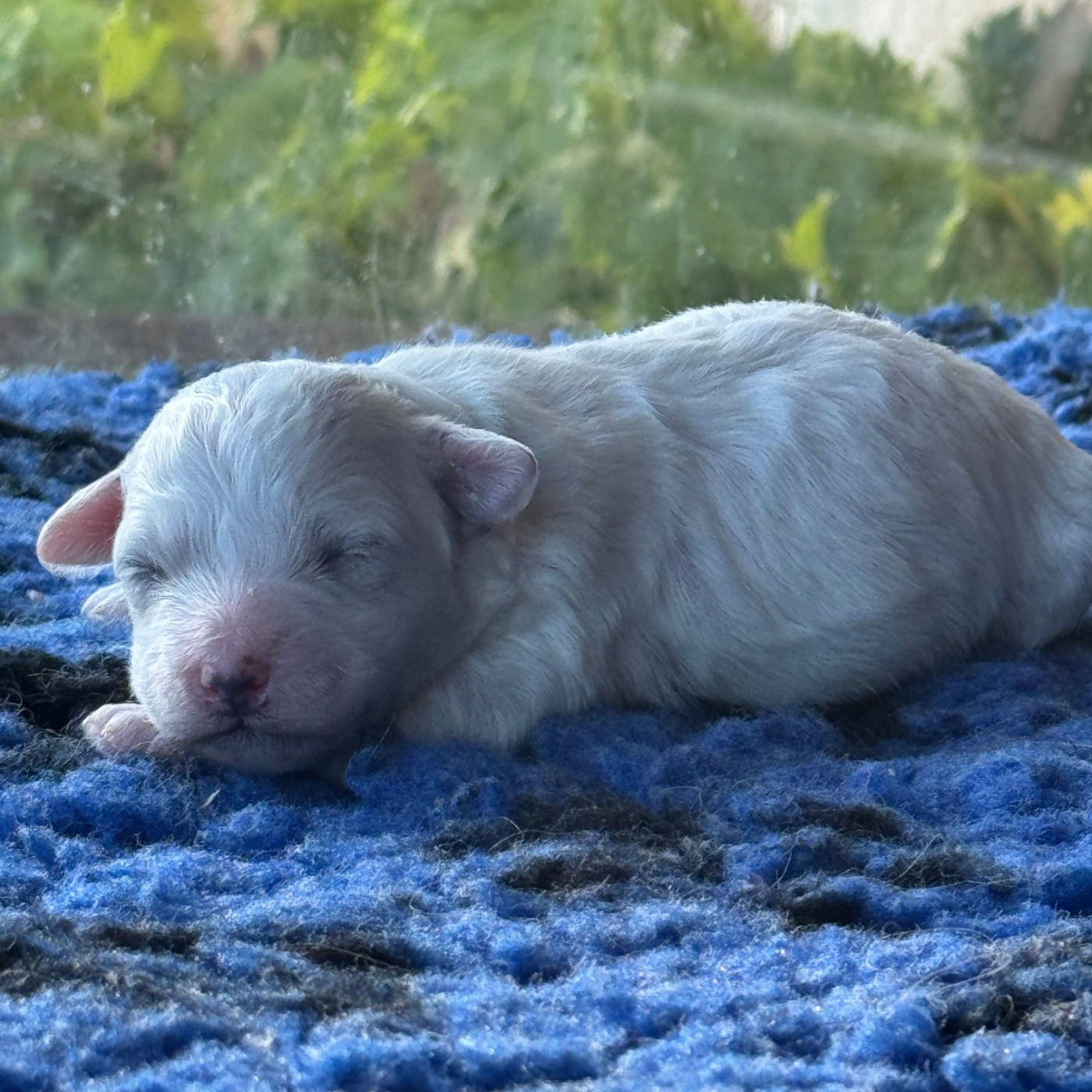 Du Pic De Nore - Chiots disponibles - Bichon Frise