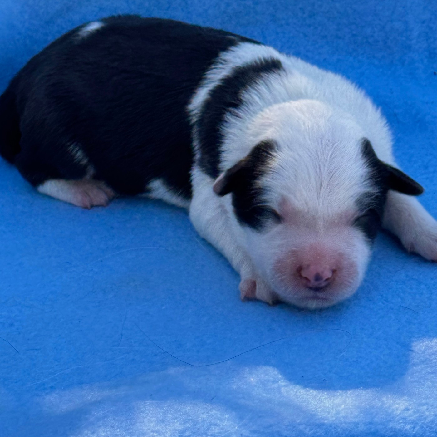 Du Pic De Nore - Chiots disponibles - Border Collie