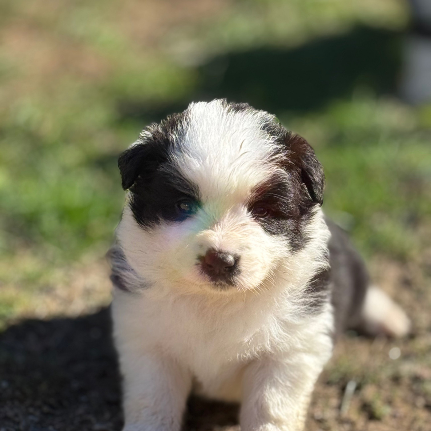 Du Pic De Nore - Chiots disponibles - Border Collie