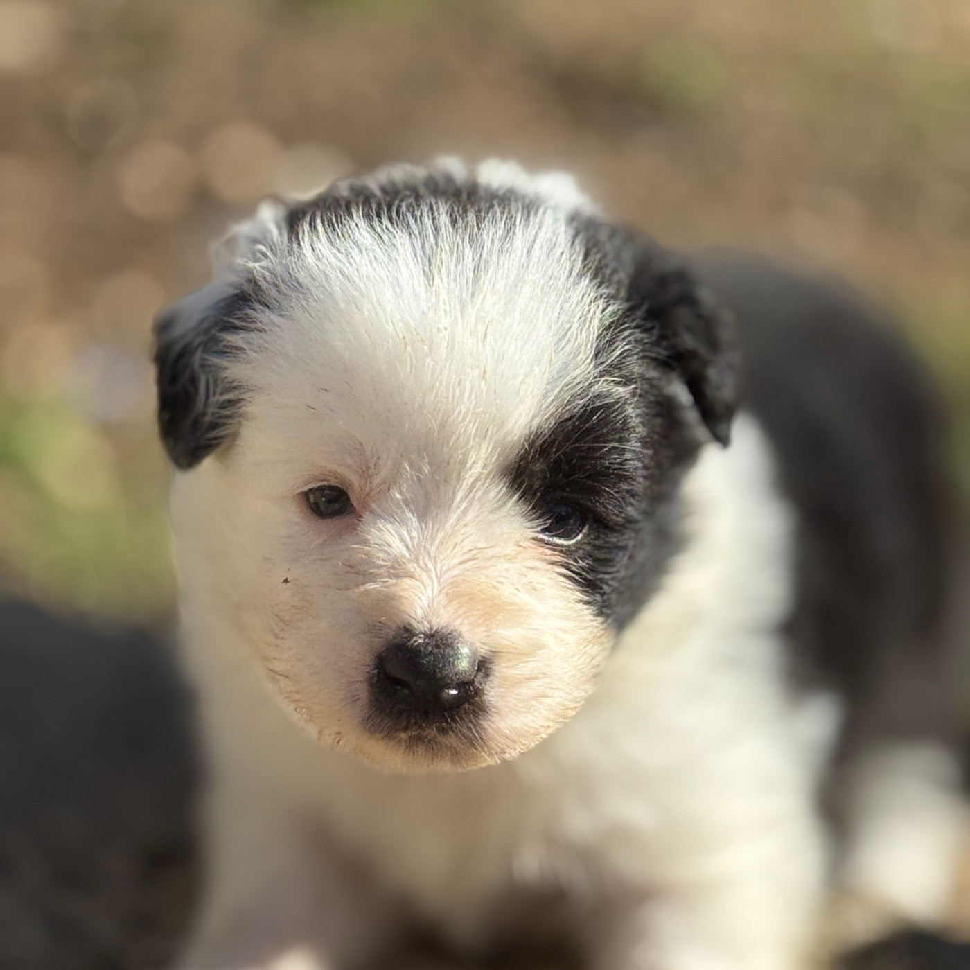 Du Pic De Nore - Chiots disponibles - Border Collie