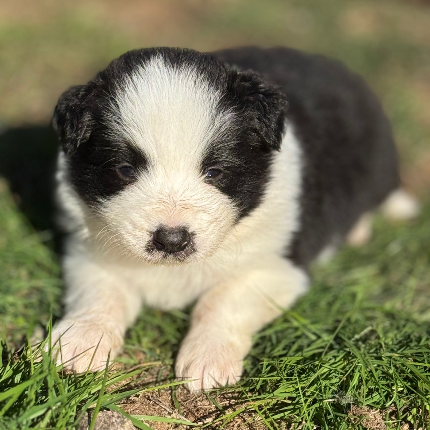 Du Pic De Nore - Chiots disponibles - Border Collie
