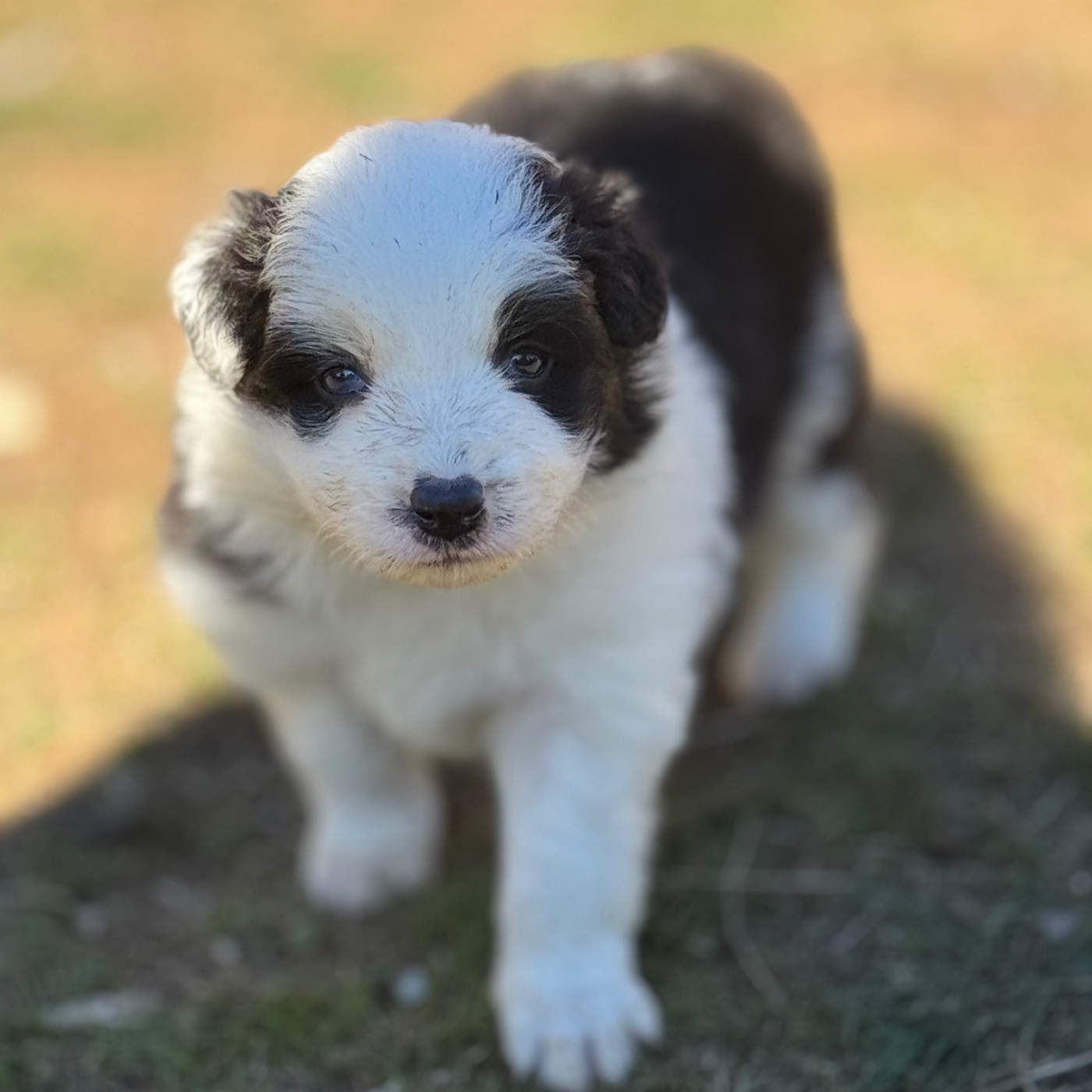 Du Pic De Nore - Chiots disponibles - Border Collie
