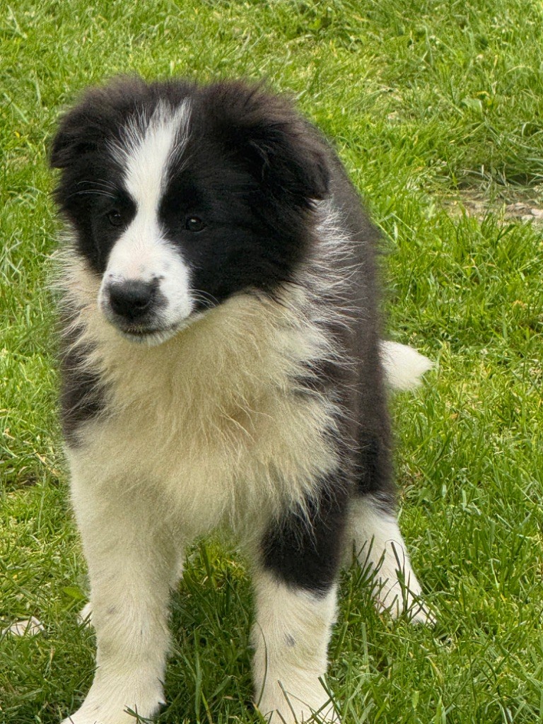 Du Pic De Nore - Chiots disponibles - Border Collie
