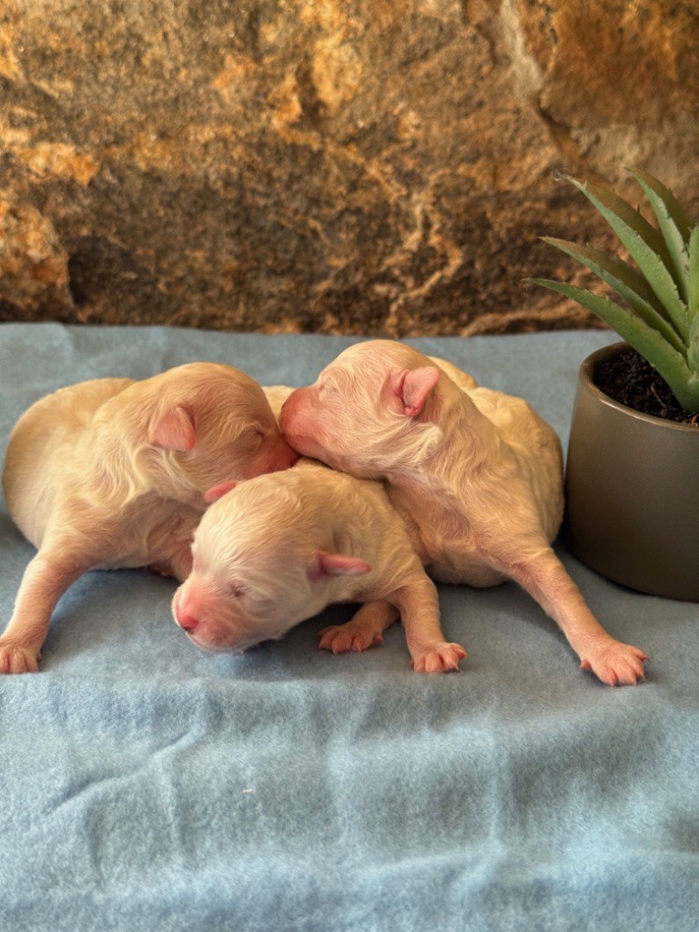 Chiot Bichon Frise Du Pic De Nore