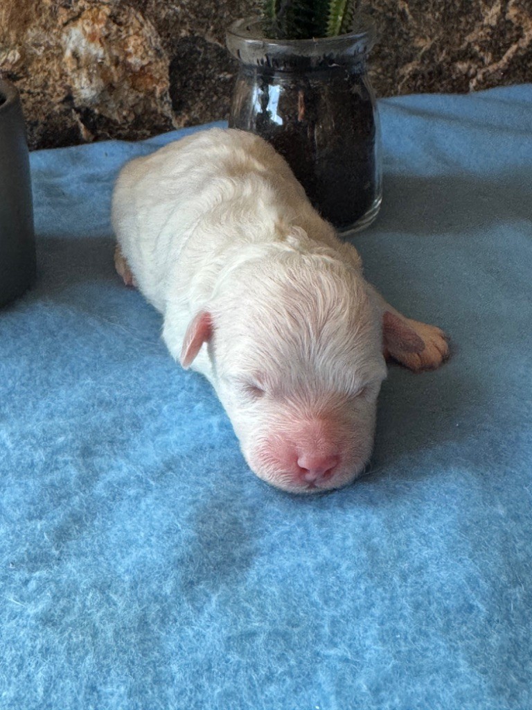 Du Pic De Nore - Chiots disponibles - Bichon Frise