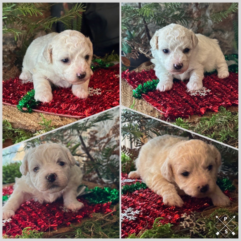 Du Pic De Nore - Bichon Frise - Portée née le 24/10/2025