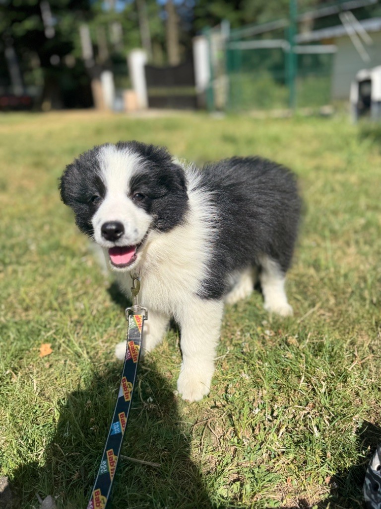 Du Pic De Nore - Chiots disponibles - Border Collie
