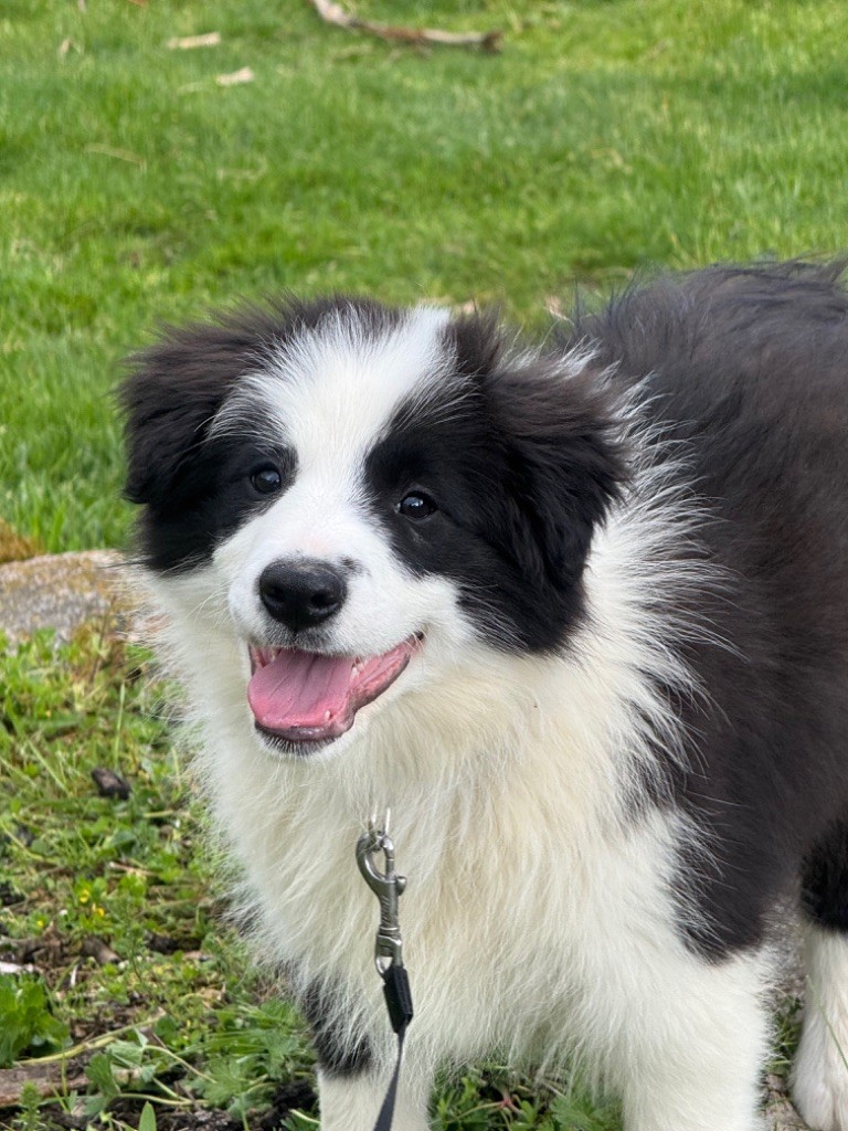 Du Pic De Nore - Chiots disponibles - Border Collie