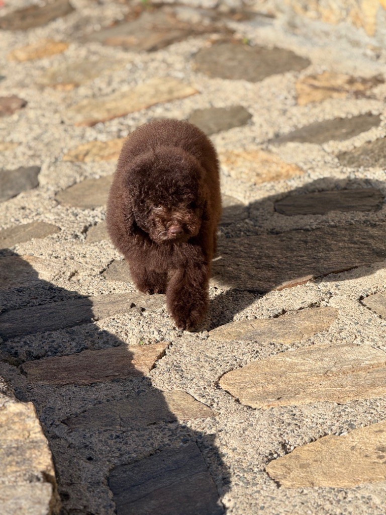 Du Pic De Nore - Chiots disponibles - Caniche