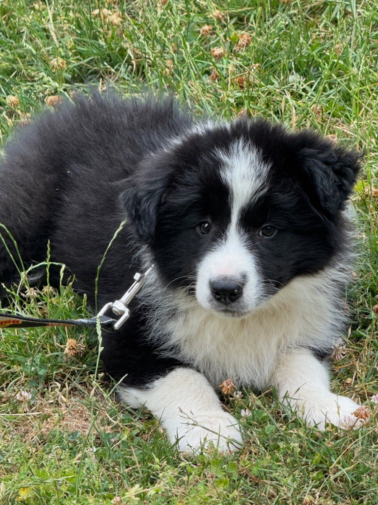 Du Pic De Nore - Chiots disponibles - Border Collie