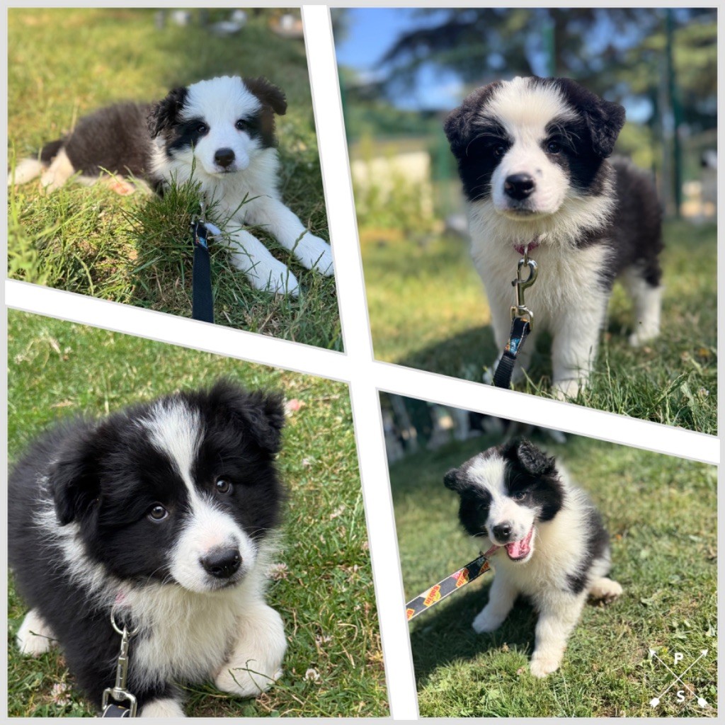 Chiot Border Collie Du Pic De Nore