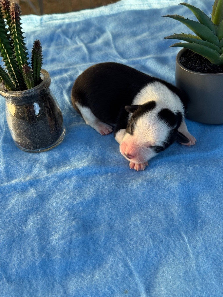 Du Pic De Nore - Chiots disponibles - Border Collie